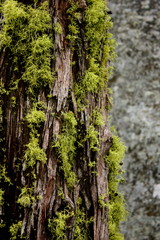 Wolf Lichen on Tree at Hetch Hetchy in Yosemite National Park in California 