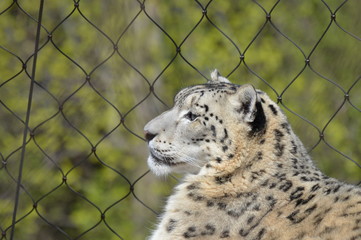 Snow leopard on a rock
