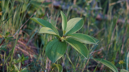 green plant in the garden