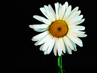 daisy flower on a beautiful background