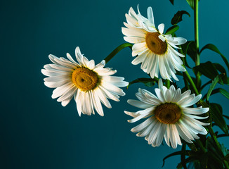 daisy flower on a beautiful background