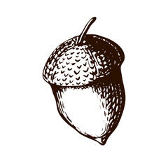 Hand Drawn Illustration - Single Acorn. vintage engraved illustration of acorn. acorn on white background in vintage style. © Elena