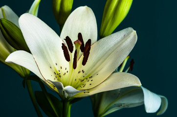 Fototapeta premium lily flower on a beautiful background