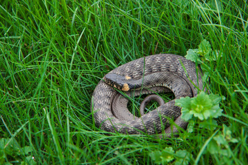 A young natrix snake is resting in the fresh grass. A non-poisonous snake that lives in forests by...