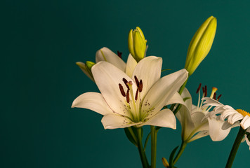 Naklejka premium lily flower on a beautiful background