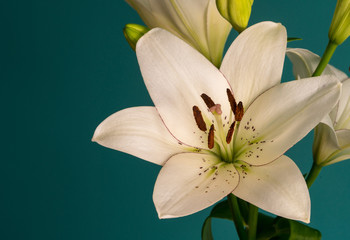 Fototapeta premium lily flower on a beautiful background