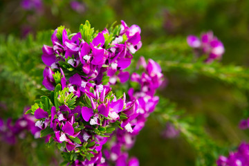 polygala myrtifolia blossom