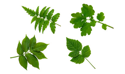 Green leaves isolated on white background