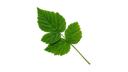 Green leaf isolated on white background