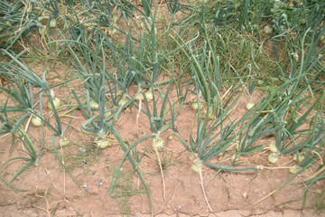 Arizona onion field