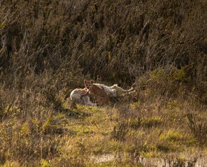 Puma Cub eating prey a Guanaca in Torres del Paine Patagonia Chile 