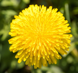 gelber löwenzahn makro