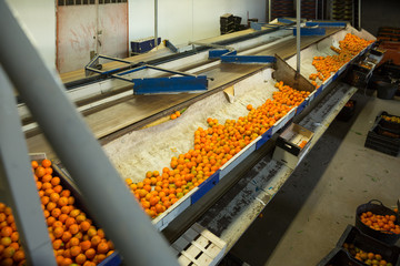 View of conveyor belt of sorting production line © JackF