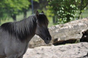 Pferd