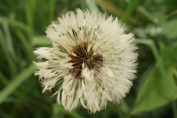 white wet fluffy dandelion close up 