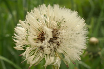 white wet fluffy dandelion close up 