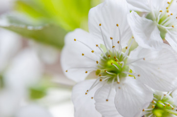 Blossoming of cherry flowers in spring time with green leaves, macro.