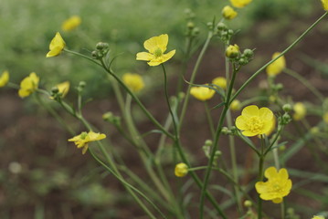 wild yellow flowers on green meadow 