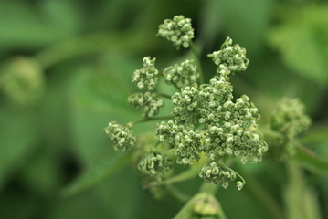  wild carrot buds close up 