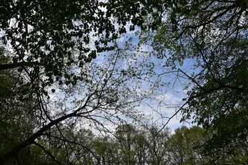 Piekne lasy ,natura © Iwona