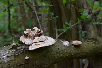 Grzyby na drzewie,chuby © Iwona