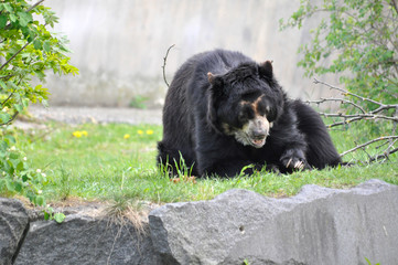 Braunbär