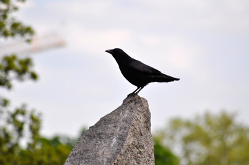 Krähe