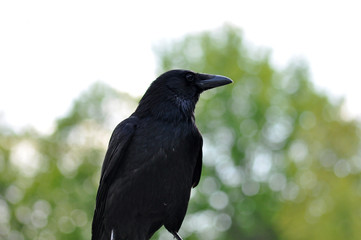 Krähe