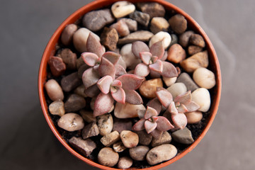 Echeveria, succulent plant in pot. Rare succulent indoor decorative plant