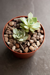 Echeveria, succulent plant in pot. Rare succulent indoor decorative plant