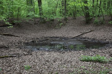 Rezerwat przyrody Meteoryt Morasko © Iwona