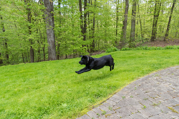A Black Lab jumping in the air in joy