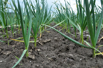 Garlic grows in the open ground