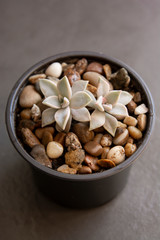 Echeveria, succulent plant in pot. Rare succulent indoor decorative plant