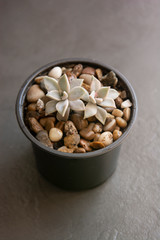 Echeveria, succulent plant in pot. Rare succulent indoor decorative plant