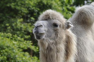 Fototapeta premium Kamel