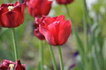 Fototapeta premium Rote Tulpen