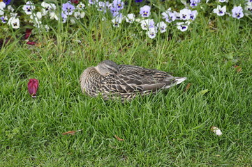 Ente im Gras