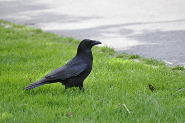 Fototapeta premium Krähe
