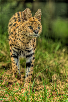 bobcat on the prowl