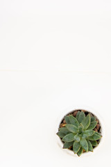 Top view small green echeveria succulent plant isolated on white desk background with copy space. Work table.