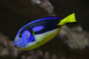 Blue surgeonfish (Paracanthurus hepatus)