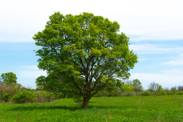Fototapeta na wymiar Tree in the field
