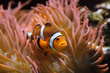 Naklejka na ściany i meble Ocellaris clownfish (Amphiprion ocellaris)