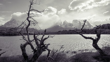 Explora Viewpoint in Chile Patagonia Torres del Plaine.  With barren trees, lake, and mountain peak in black and white. 