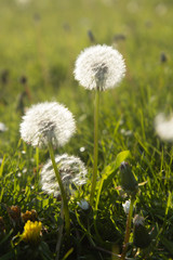 Fototapeta na wymiar Bloomig dandelion flowers field. Natural background. Spring time concept. Dandelion soft bloom.
