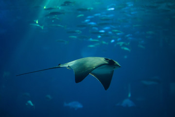 Common eagle ray (Myliobatis aquila).