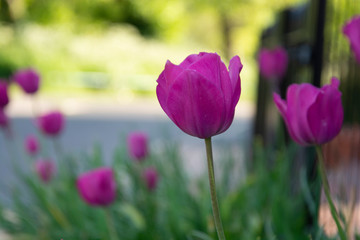 Spring pink tulips in the garden, tulips isolated.