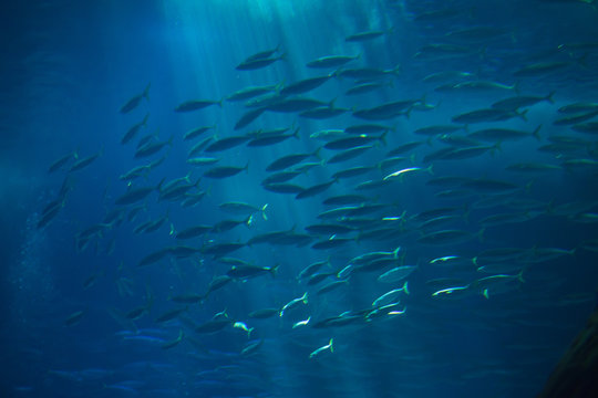 Atlantic chub mackerel (Scomber colias).