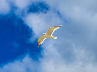 Möwe am Himmel